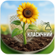 Класичний соняшник