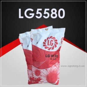 ЛГ 5580 подсолнечник
