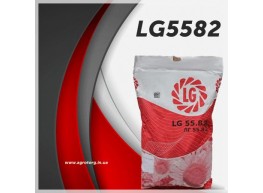 ЛГ5582 подсолнечник