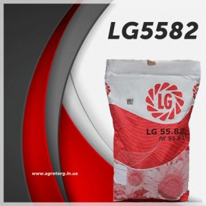 ЛГ5582 подсолнечник