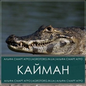 Кайман грамініцид