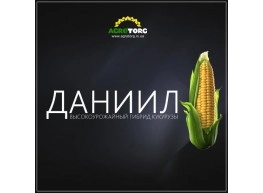 Кукурудза Даніїл