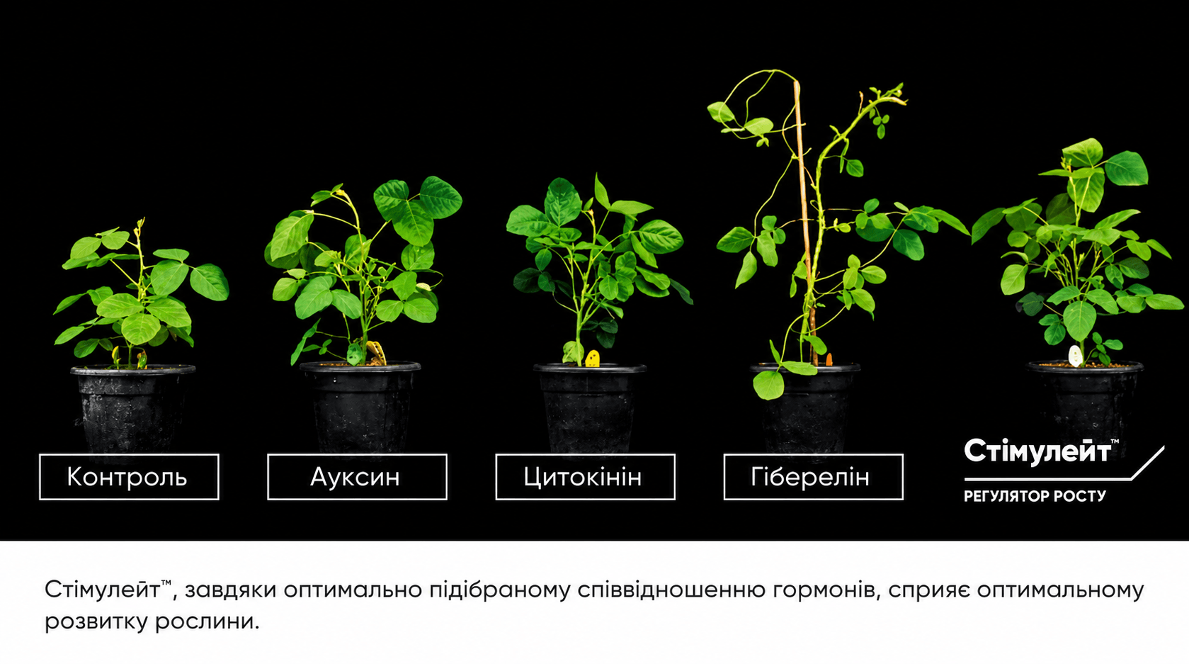 Результати обробки сої та гороху препаратом Стімулейт